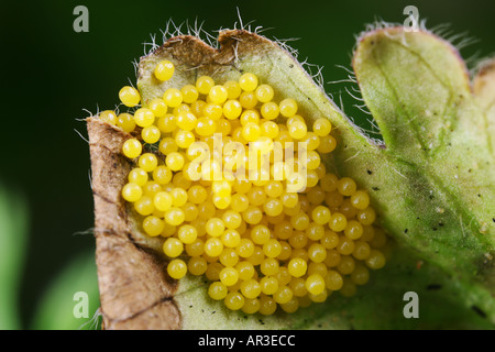 Nahaufnahme von Marsh Fritillary Eurodryas Aurinia Eiern Stockfoto