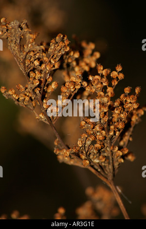 Wildflower seedheads der Kuh Petersilie (umbelliferae Anthriscus sylvestris) im Herbst Stockfoto