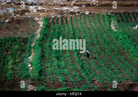 Westjordanland Israel Christian Aid chemische Landwirtschaft Stockfoto