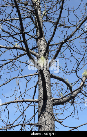 Kiefer Baum zeigt Anzeichen einer Erholung nach Beschädigung im schweren Waldbränden auf Teneriffa, Kanarische Inseln, Spain7 Stockfoto