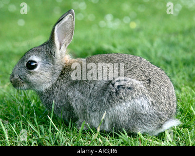 Kleine graue Kaninchen in einem Feld. Stockfoto