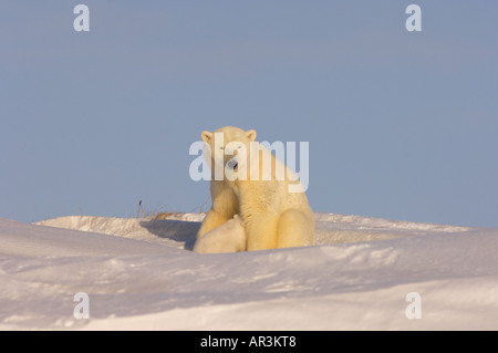 Eisbär Sau Krankenschwestern ihre Neugeborenen Frühjahr Jungtier außerhalb ihrer Höhle Mund Arctic National Wildlife Refuge Alaska Stockfoto