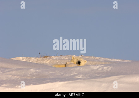 Eisbär Sau Krankenschwestern ihre Neugeborenen Frühjahr Jungtier außerhalb ihrer Höhle Arctic National Wildlife Refuge Alaska Stockfoto