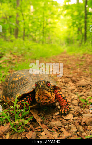 Schildkröte auf dem Appalachian Trail im Shenandoah National Park, Virginia, USA Stockfoto