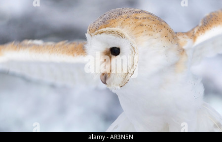 Schleiereule Tyto Alba Porträt, genommen im Schnee Stockfoto