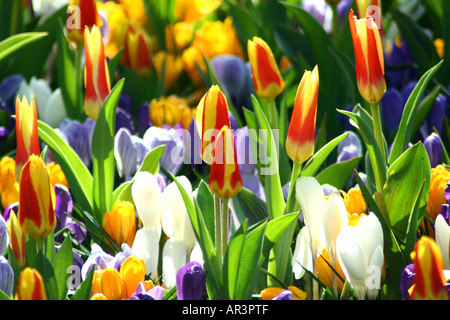 Farbe Explossion. Bunte Tulpen im Keukenhof Gärten Stockfoto