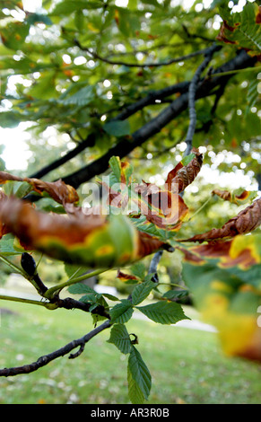 Baum in Highland Park, Rochester NY Stockfoto