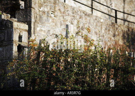 Beeren wachsen auf Zaun von Cahri Burg in Cahir County Tipperary Republik Irland Europa Stockfoto