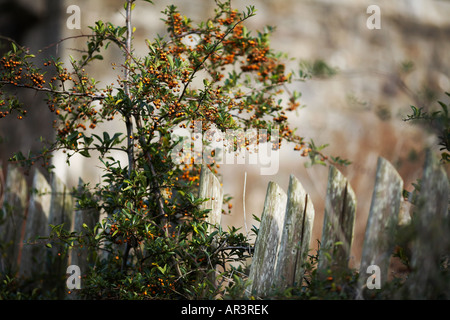 Beeren wachsen auf Zaun von Cahri Burg in Cahir County Tipperary Republik Irland Europa Stockfoto