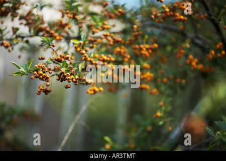 Beeren wachsen auf Zaun von Cahri Burg in Cahir County Tipperary Republik Irland Europa Stockfoto