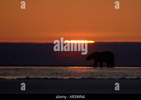 Eisbär Ursus Maritimus Silhouette bei Sonnenuntergang 1002 Küstenebene der Arctic National Wildlife Refuge Alaska Stockfoto