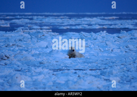 Eisbär Ursus Maritimus in rauen Eis während fallen Haufen sich bei Sonnenaufgang 1002 coastal plain Arctic National Wildlife Refuge Alaska Stockfoto