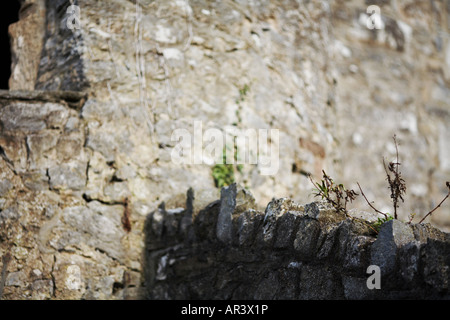 Pflanze wächst auf Cahir Burgmauer in Cahir County Tipperary Republik Irland Europa Stockfoto