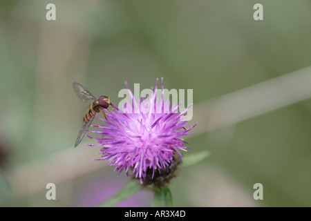 Schwebfliege auf Distel, wahrscheinlich Syrphus Ribesii Stockfoto