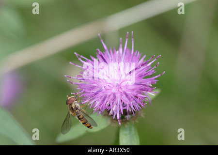 Schwebfliege auf Distel, wahrscheinlich Episyrphus Balteatus Stockfoto