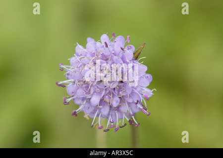 Wildflower, wahrscheinlich Devilsbit Witwenblume, Succisa Pratensis blau Stockfoto