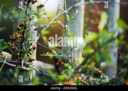 Beeren wachsen auf Zaun von Cahri Burg in Cahir County Tipperary Republik Irland Europa Stockfoto