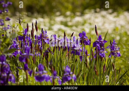 Violette Iris Blumen im Feld Stockfoto