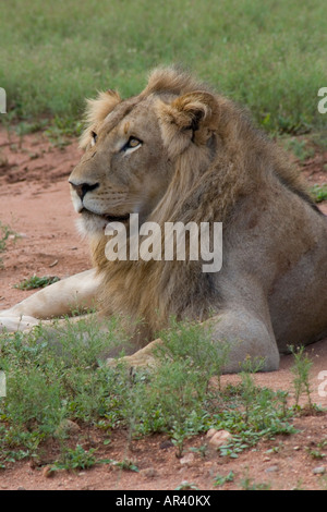 Der männliche Löwe dicke Mähne schützt ihn beim Kampf gegen Löwen die meiste Zeit ruhen oder schlafen verbringen, um Energie zu sparen Stockfoto