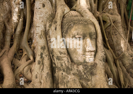 Buddha Head in Tree Root im Wat Mahathat im Ayutthaya Historical Park. Ayutthaya, Thailand. Stockfoto