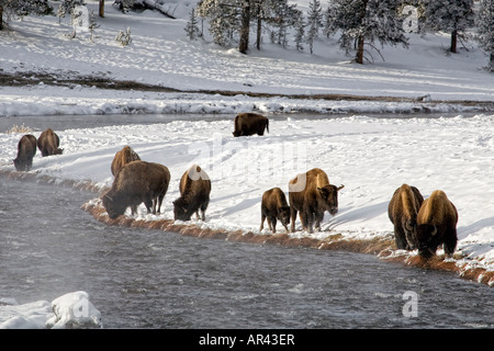 Yellowstone National Park Bison Herde Graben im Schnee am Firehole River Gras fressen Stockfoto