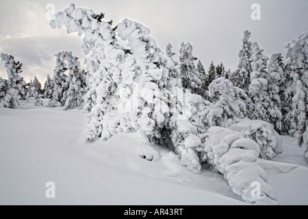 Yellowstone-Nationalpark im Winter Schnee Frost bedeckt Bäume im Excelsior Frühling Stockfoto