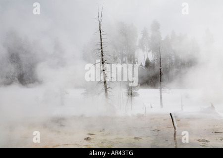 Yellowstone-Nationalpark im Winter Schnee Dampf Nebel gerahmte Baum im Midway Geyser Basin Stockfoto