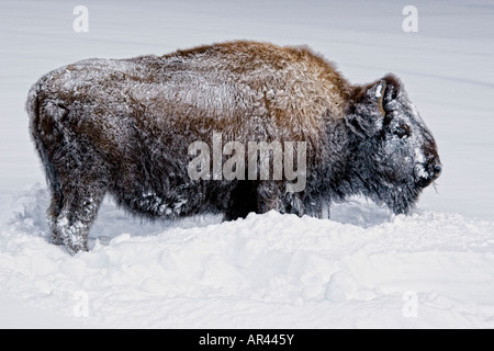 Yellowstone National Park Bisons im Winterschnee Graben Gras fressen Stockfoto