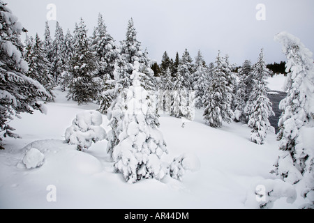 Yellowstone-Nationalpark im Winter Schnee Frost bedeckt Bäume im Excelsior Frühling Stockfoto