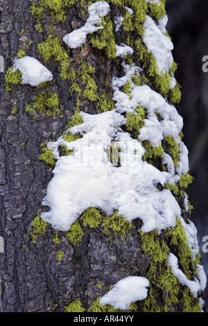 Yellowstone-Nationalpark im Winterschnee bedeckt, Baumrinde und Flechten Stockfoto