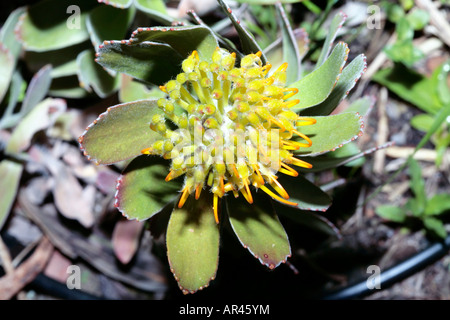 Mossel Bay Nadelkissen / große getuftet Nadelkissen Blume [breit gefasst Nadelkissen Gruppe] - Leucospermum Praecox - Familie Proteaceae Stockfoto