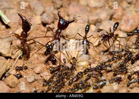 'DRIVER ANT' Ant Soldat Dorylus sp. Stockfoto