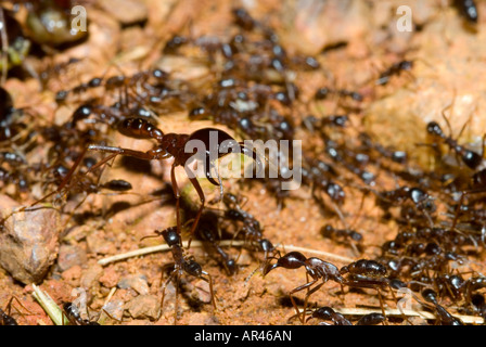 Fahrer-ANT Spalte Dorylus sp. Stockfoto