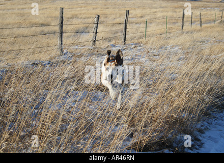 Fawnequin Deutsche Dogge durch Feld mit Stacheldrahtzaun im Hintergrund laufen Stockfoto