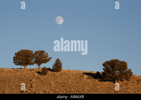 Zedern auf einem kargen Hügel mit einem Vollmond am blauen Himmel am Nachmittag Stockfoto