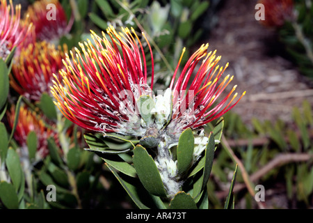 Mossel Bay Nadelkissen / große getuftet Nadelkissen Blume [breit gefasst Nadelkissen Gruppe] - Leucospermum Praecox - Familie Proteaceae Stockfoto