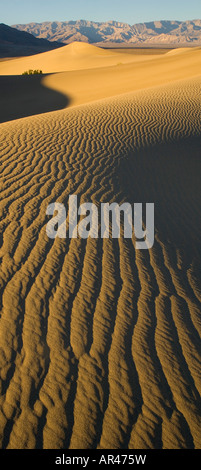 Sanddünen und Welligkeit Dessigns auf den Dünen Mesquite Flats nahe Stove Pipe Wells Death Valley NP Stockfoto