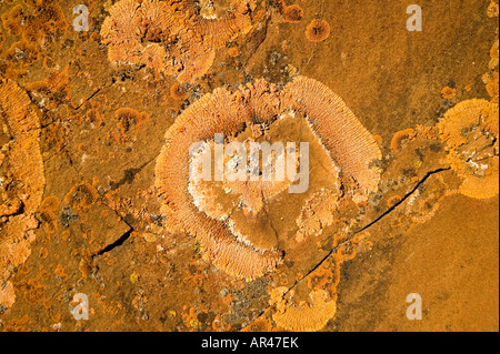 Orangefarbenen Flechten wachsen auf Felsen Stockfoto