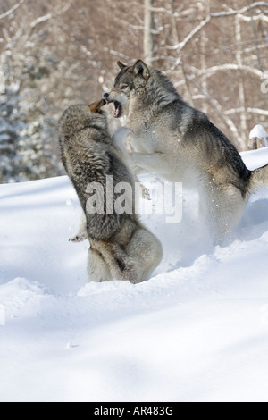 Zwei Timer Wölfe Verschrottung im Schnee Stockfoto