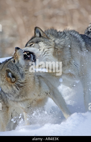 Zwei Holz-Wölfe Verschrottung im Schnee Stockfoto