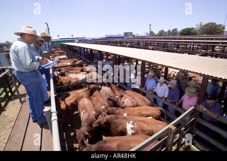Australian Cattle Auktion Stockfoto