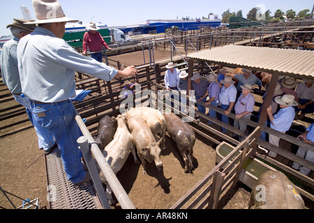 Australian Cattle Auction Stockfoto