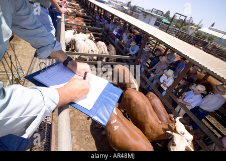 Australian Cattle Auction Stockfoto