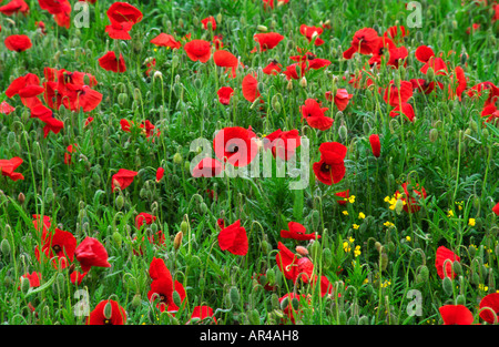 Mohnblumen in einer englischen Bereich Stockfoto