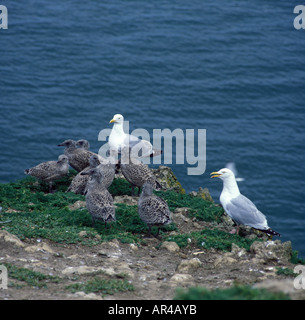 Silbermöwe Larus Argentatus zwei Erwachsenen mit jungen auf Klippe Top Kinderkrippe Stockfoto