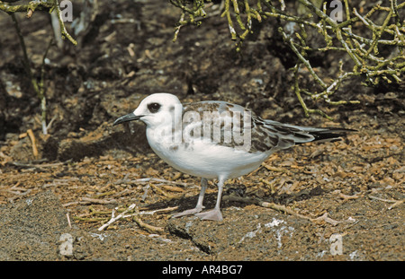 Schlucken-angebundene Möve Larus Furcatus unreifen Genovesa Galapagos Stockfoto