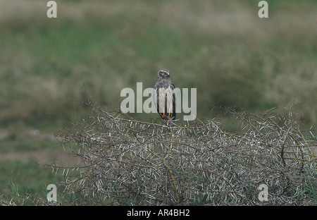 Pallid Harrier Circus Macrourus weibliche Tansania Stockfoto