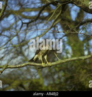 Sparrowhawk Accipiter Nisus Großaufnahme gehockt Ast Stockfoto