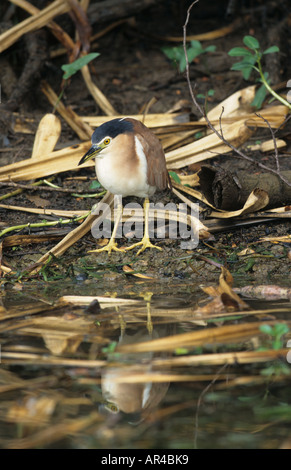 Rufous Nachtreiher Nycticorax Caledonicus Kakadu Australien Stockfoto