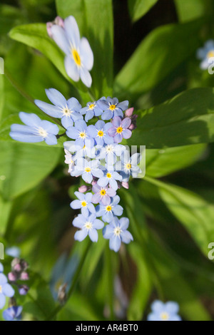 Vergiss mich nicht Pflanze. Blumen. Myosotis. Beetpflanze. Englischer Garten. UK Stockfoto